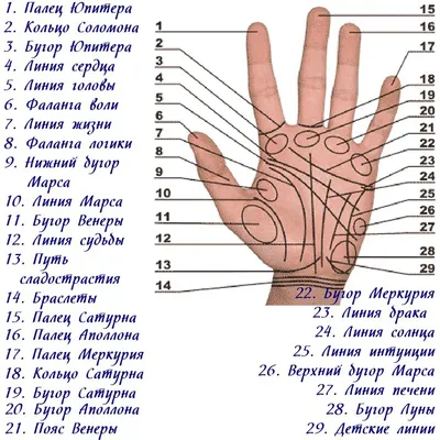 Ручная хиромантия с концептуальной иллюстрацией знаков зодиака и рук |  Премиум векторы
