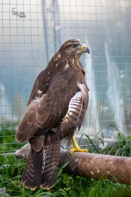 Четвертый очерк - отряд: Соколообразные Falconiformes