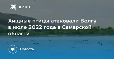 Жители Тольятти угадывают, что за хищник прилетел в город – Новости Самары  и Самарской области – ГТРК Самара