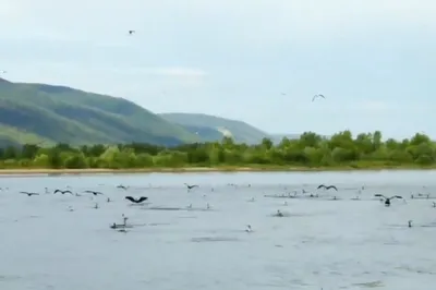 Опасные мигранты: волжские острова в Самарской области захватили хищные  птицы