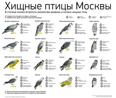 Кобчик, Пустельга обыкновенная, Пустельга степная