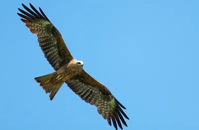 Фотограф Александр Пахалуев показал 12 ярких фото птиц Урала - 21 марта  2023 - e1.ru