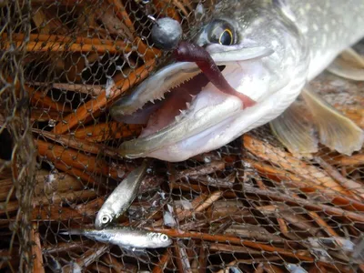 Десять самых опасных рыб в мире. | River monsters, Monster fishing, Tiger  fish