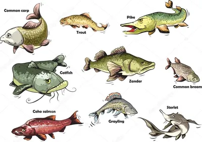 Хищные рыбы: истории из жизни, советы, новости, юмор и картинки — Все посты  | Пикабу