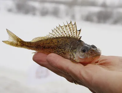 Ocean Fish - Экологические типы Пелагических рыб можно разделить на два  типа. Первый — активные хищники, которые охотятся на стайных или одиночных  рыб среднего или небольшого размера. Обычно они держатся поодиночке или