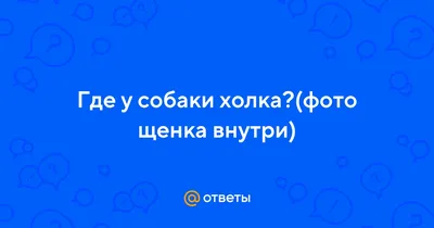 Фото холки у собаки в высоком качестве: бесплатно и без регистрации