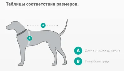 Фотографии холки у собаки: подберите идеальный размер и формат для вашего проекта