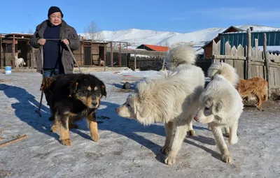 Собака в фотографиях: фоновые изображения для презентаций