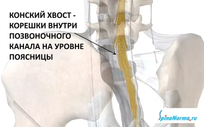 Истинный хвост у человека | Ординарные заметки | Дзен