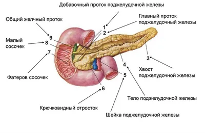 Что если у человека был бы хвост? Эксперты предположили, как бы мы его  использовали | Популярная наука | Дзен