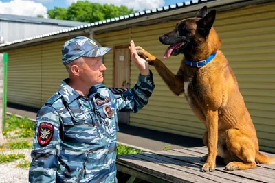 Уникальное изображение кинолога с собакой в формате jpg