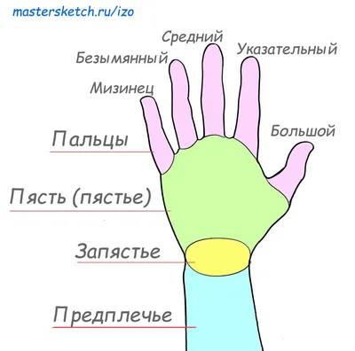 Как рисовать кисть руки? Анатомия для художника — zaholstom.ru