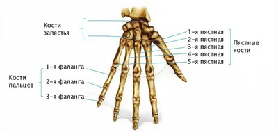 3d модель руки и кисти человека