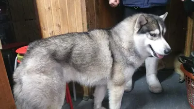 Клейма у собак: подборка изображений в высоком качестве