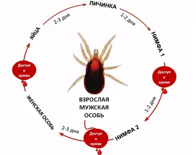 Среди перьевых клещей нашлись и полезные для птиц • Ира Демина • Новости  науки на «Элементах» • Паразитология, Зоология