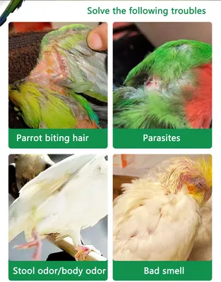 Попугайские клещи | Пикабу