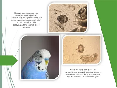 Краткое руководство по лечению домашних птиц | agrobook.ru