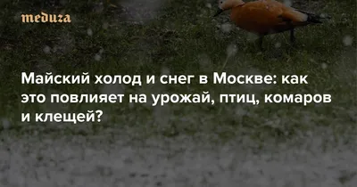 Средство для отпугивания птиц и насекомых, кроме перьев, вшей, клещей,  стерилизации, спрей для насекомых, starling thrus | AliExpress