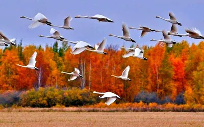 Журавлиный клин\" — Фото №320886