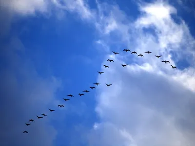Клин птиц в небе (50 фото) - красивые фото и картинки pofoto.club