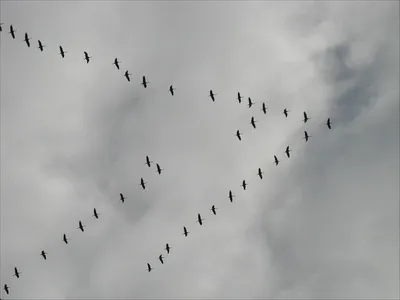 Клин птиц стоковое изображение. изображение насчитывающей облако - 106150925