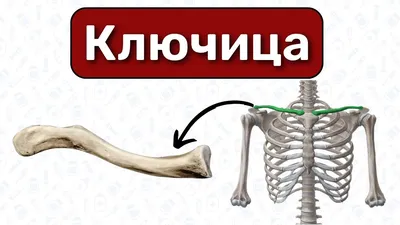 Плечевые Лопатки Ключицыанатомия Костей — стоковые фотографии и другие  картинки Анатомия - Анатомия, Биология, Взрослый - iStock