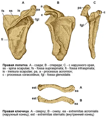 Переломы и несращение ключицы