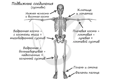 Перечень костей скелета человека — Википедия