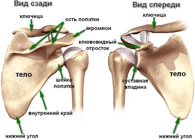 ключица или ключица с кузовом 3d, иллюстрация которого выделена белым  цветом с копировальным пространством. человеческий скелет и Иллюстрация  штока - иллюстрации насчитывающей контуры, фронт: 276149331