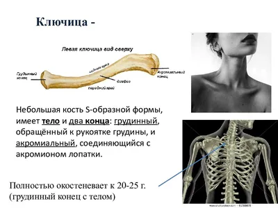 ключица | Массаж.ру