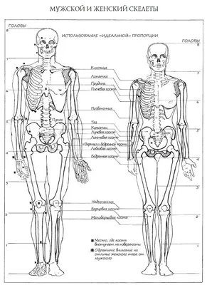 Радиологическая анатомия верхней конечности: нормальная анатомия | e-Anatomy