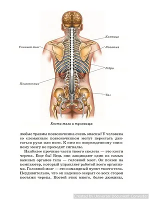 Скелет человека. Пояс верхних конечностей | Анатомия и физиология | Дзен