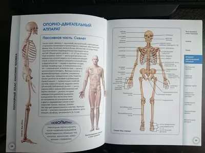 Скелет - КакНаучитьсяРисовать.рф