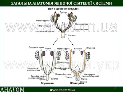 человек клобука тумана плаща средневековый Стоковое Изображение -  изображение насчитывающей плащ, оборотень: 15228595