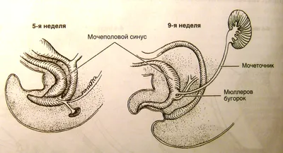 Мочевыводящие органы