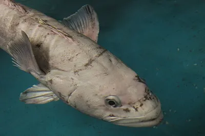 Необычная рыба с \"антифризом\" в крови - антарктический клыкач. Как эта рыба  выживает при отрицательной температуре | Заметки натуралиста-садовода | Дзен