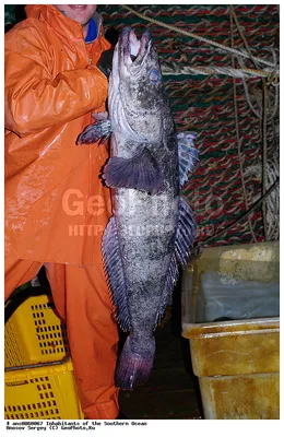 Клыкач-тушка (чиле сибасс) — Рыба — импорт из Аргентины
