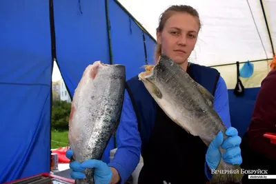 🐟 Клыкач купить в Москве рыбу по цене за 1 кг от 2550 руб -  интернет-магазин Дикоед