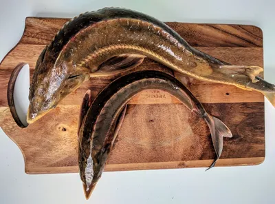 Купить клыкач Kingfish холодного копчения филе ломтики 120 г, цены на  Мегамаркет | Артикул: 100048392824