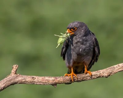 Де́рбник (лат. Falco columbarius) — хищная птица, мелкий сокол.(дробник,  дермлиг, дербничек, дербушок, кобец, соколок, мышат… | Animals of the  world, Animals, Birds