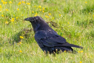 Birdsnews - новости о птицах - Дербник, дробник, кобец, мышатник, дербушок,  соколок и даже дермлиг - названий много, а птица одна 🙃 Этот мелкий сокол  гнездится в Северной и Восточной Европе, Северной