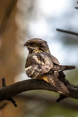 Кобчик (лат. Falco vespertinus)