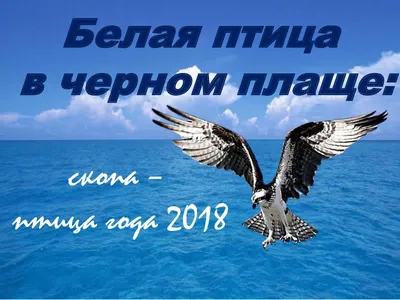 Что общего у кобчика с каббалой? | Братья и сестры птицы | Дзен