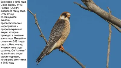 Дербник (Falco columbarius). Птицы Дальнего Востока России.