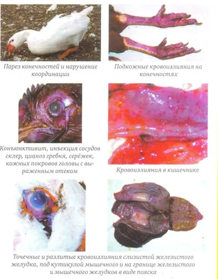 Пастереллез (холера) у Птицы: причины, симптомы и лечение | компания  NITA-FARM