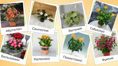 Самые полезные комнатные растения | GreenMarket