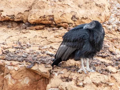 Калифорнийский кондор - eBird