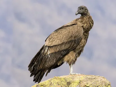 Андский кондор, Gryphus Vultur, большие хищные птицы летая над горой Хищник  в камне Птица в среду обитания природы, Перу Стоковое Фото - изображение  насчитывающей фауна, мясоед: 97622598