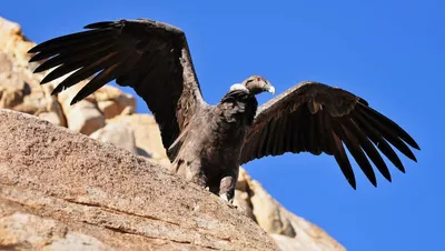 Андский кондор - eBird