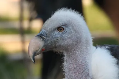 File:Condor Kuzya.jpg - Wikimedia Commons